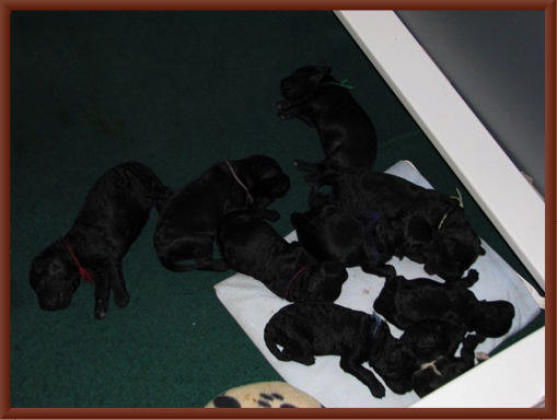 Puppies at 9 Days